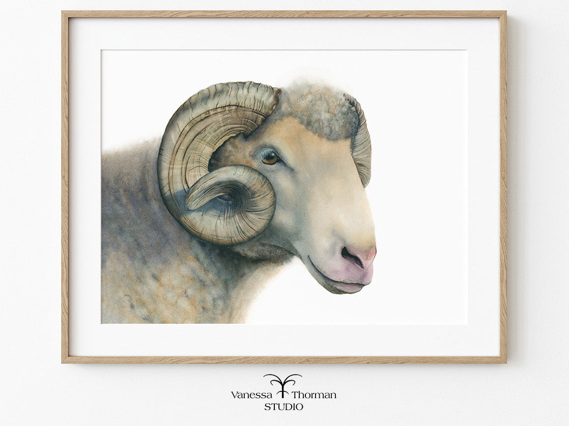Framed artwork of a ram's head on a white background