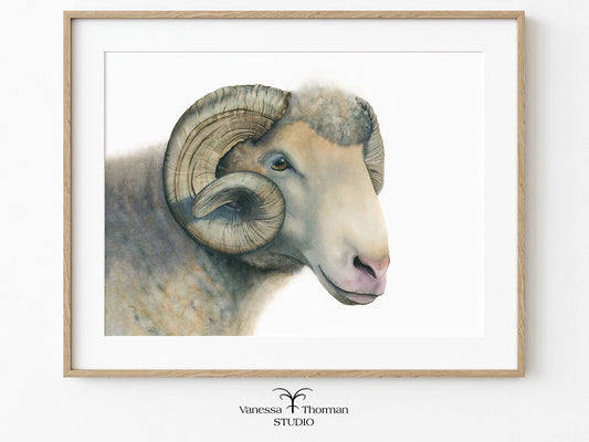 Framed artwork of a ram's head on a white background