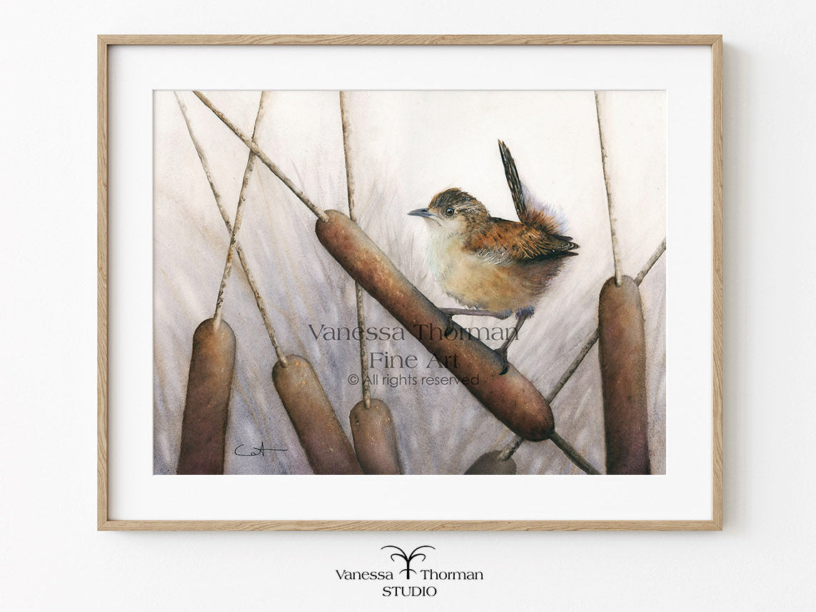 Framed artwork of a Marsh Wren bird perched on reeds with a light background