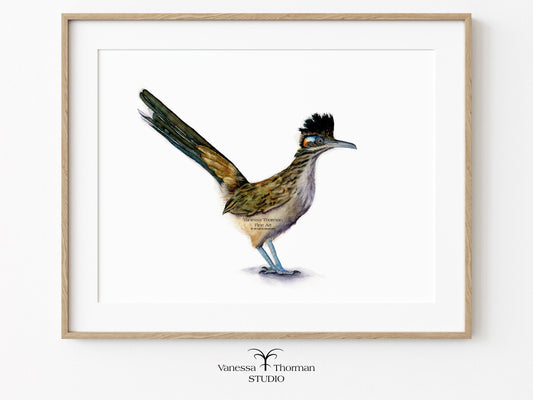 Framed artwork of a roadrunner on a white background