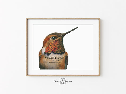 Rufous Hummingbird Watercolor Art Print – Hummingbird Art – Fine Art Giclée