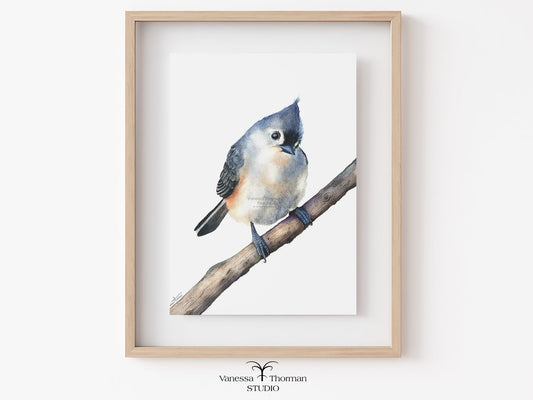 Framed artwork of a tufted titmouse bird perched on a branch