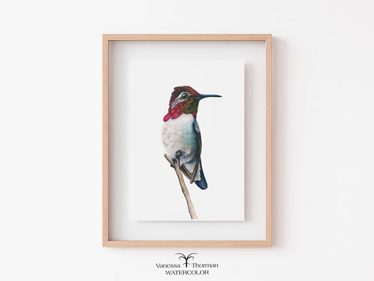 Bee Hummingbird II | Hummingbird Fine Art Print