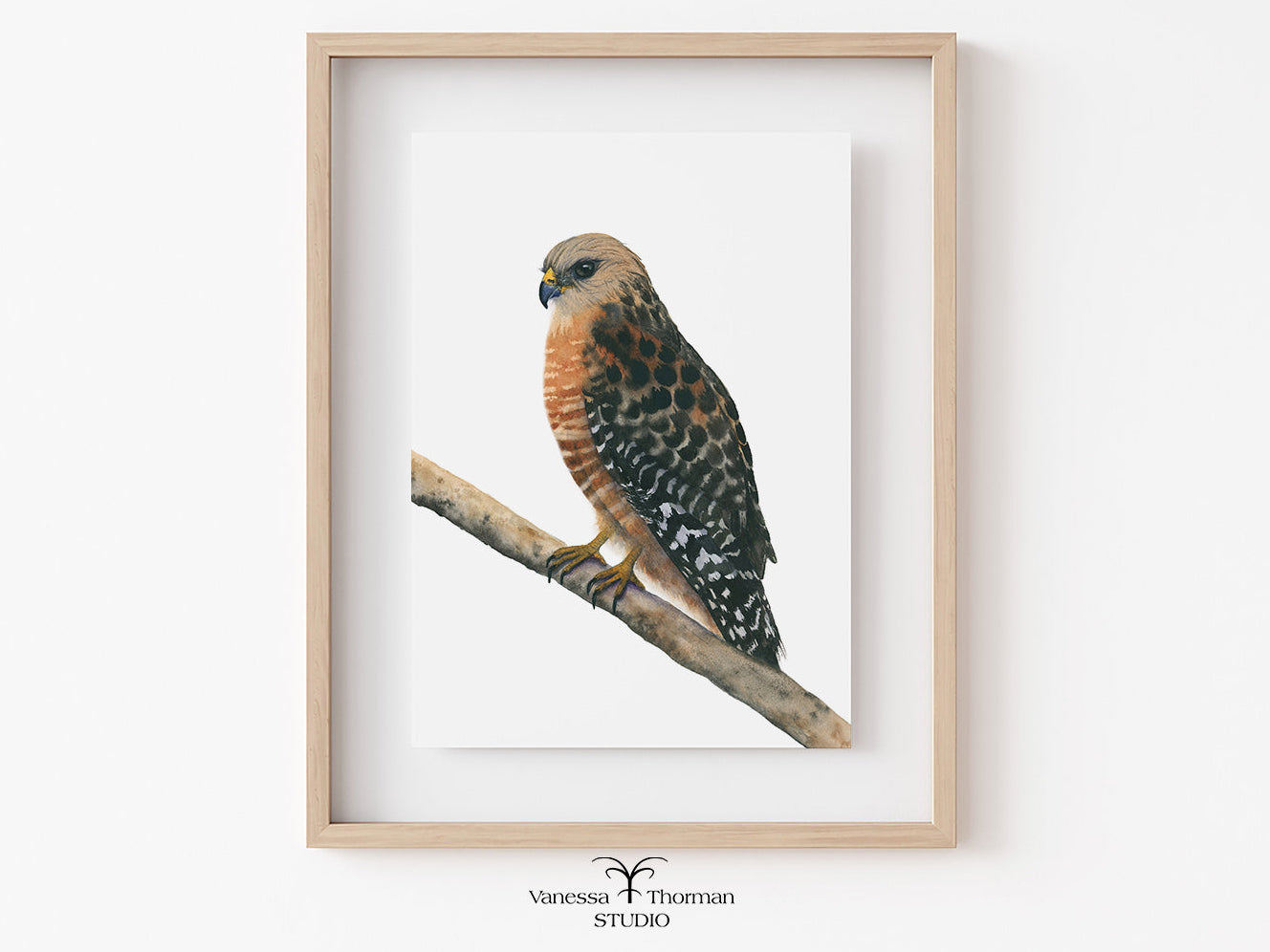 Framed artwork of a red-shouldered hawk bird perched on a branch.
