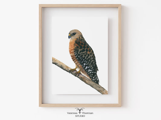 Framed artwork of a red-shouldered hawk bird perched on a branch.