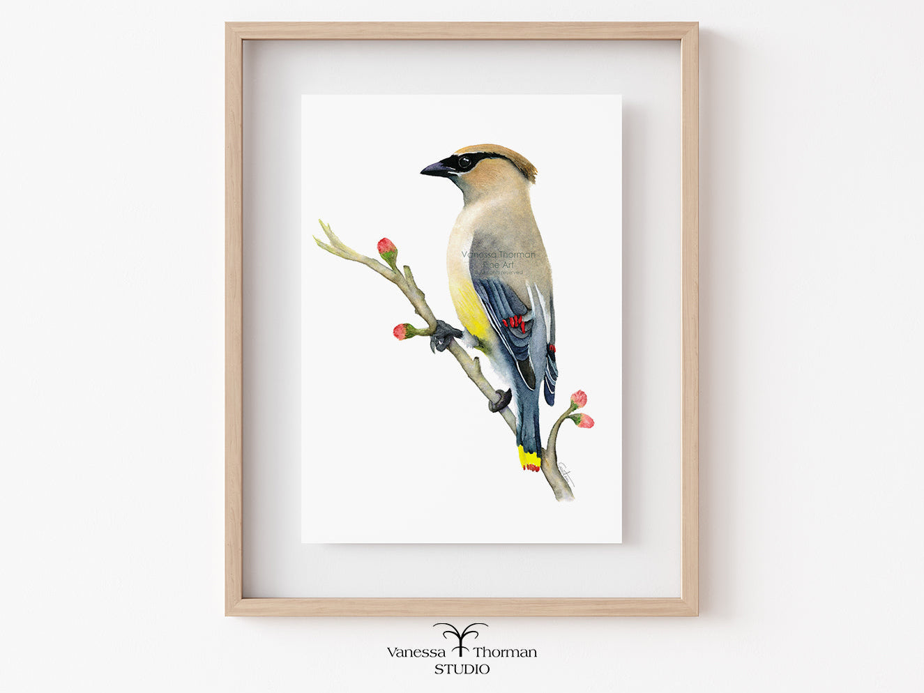 Cedar Waxwing | Waxwing Watercolor Art Print | Bird Art Giclée