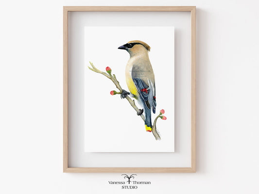 Cedar Waxwing | Waxwing Watercolor Art Print | Bird Art Giclée