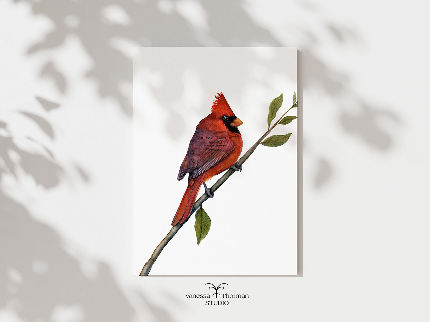 Northern Cardinal | Cardinal Watercolor Art Print | Bird Art Giclée