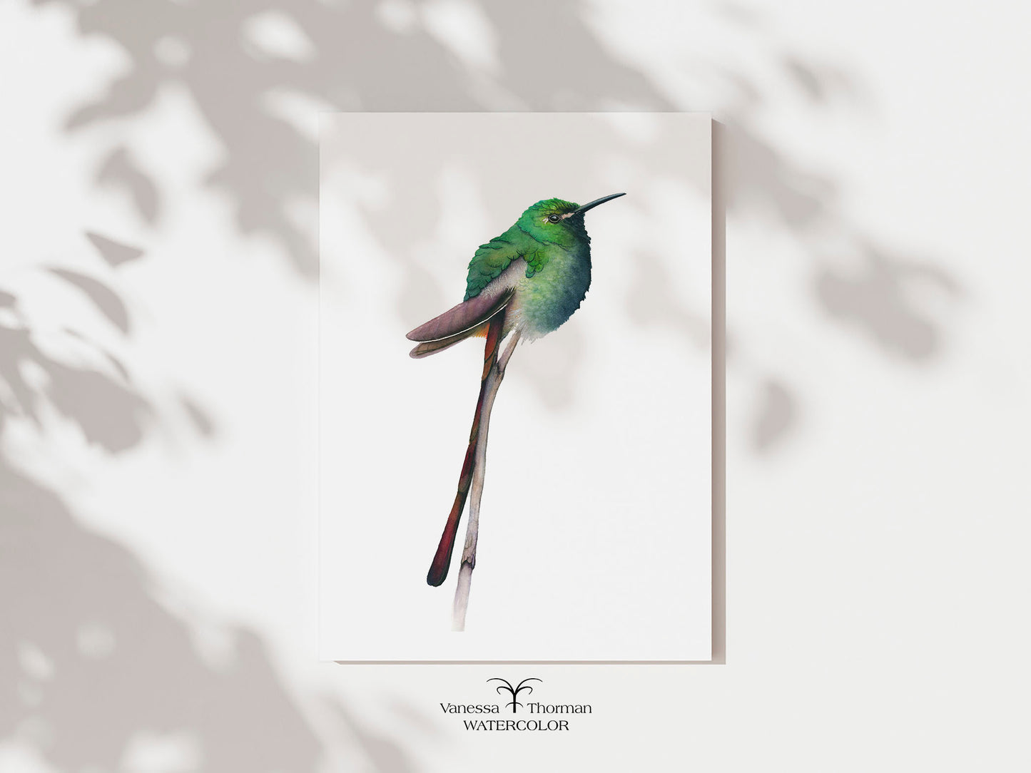 Red-Tailed Comet I | Hummingbird Watercolor Art Print | Bird Art Giclée