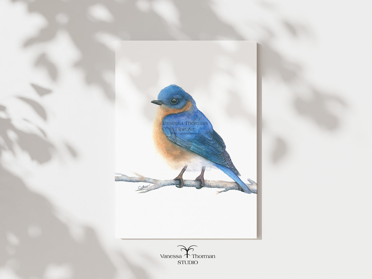 Eastern Bluebird | Bluebird Watercolor Art Print | Bird Art Giclée