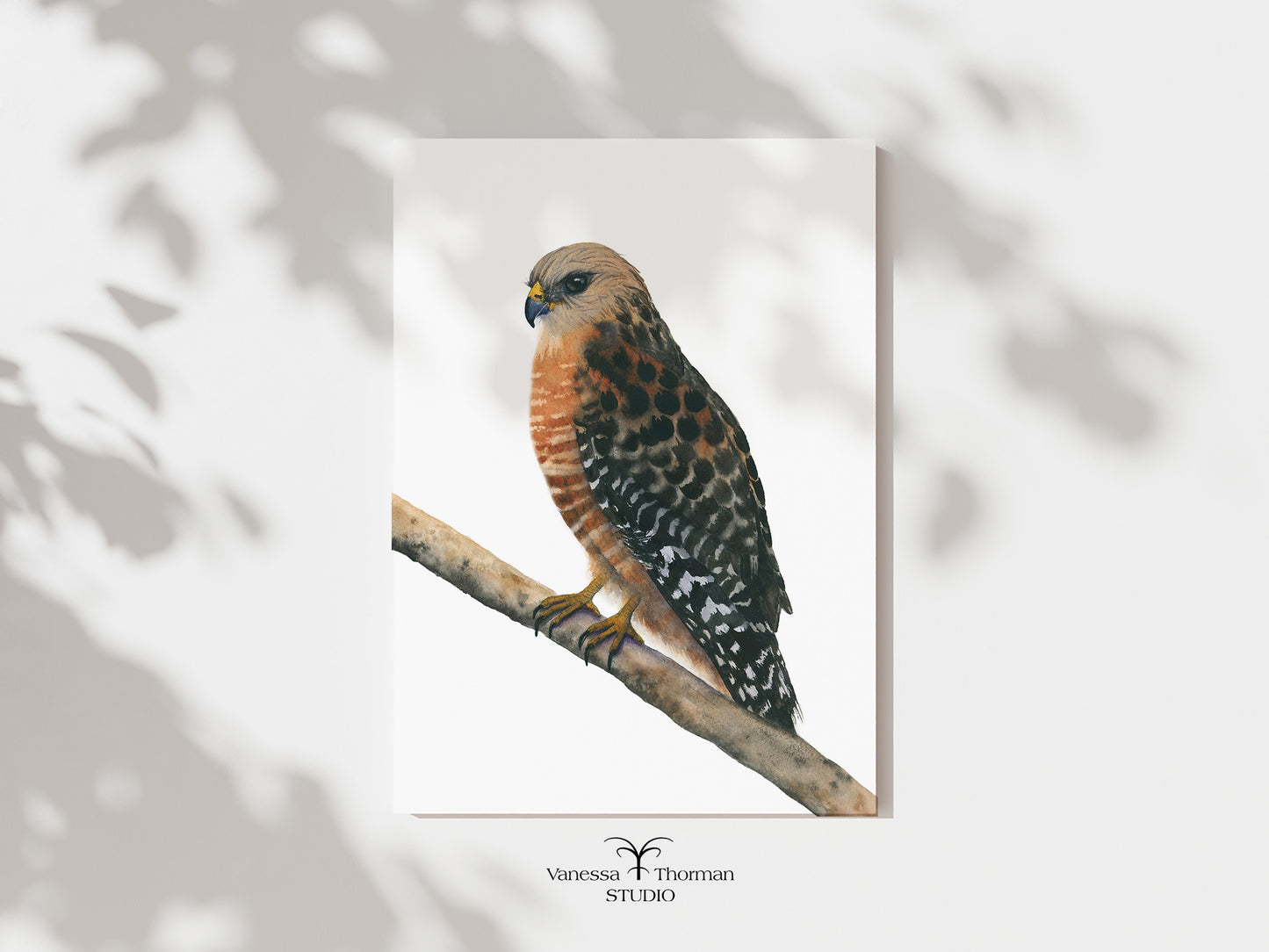 Red-Shouldered Hawk | Hawk Watercolor Art Print | Bird Art Giclée