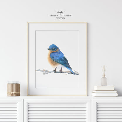 Bluebird - Fine Art Print
