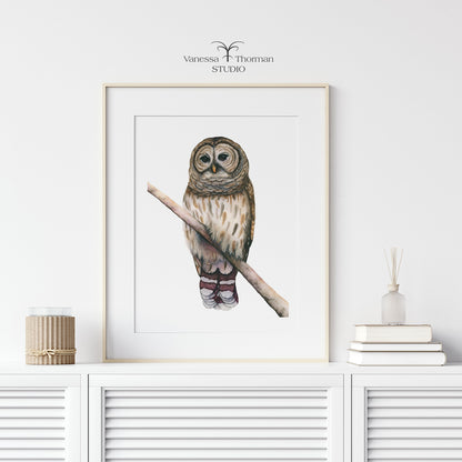 Barred Owl Watercolor Art Print – Woodland Art - Fine Art Giclée