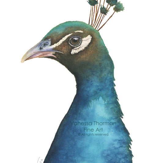 Peacock-watercolor-art-print-1