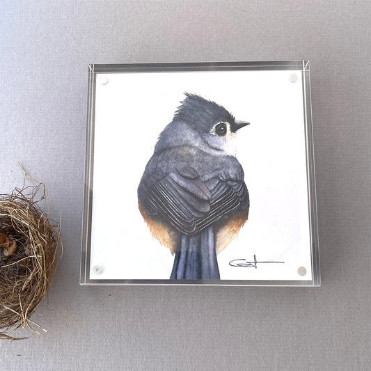Peek-a-Boo | Tufted Titmouse Desk Art | 5x5 Watercolor Print in Acrylic Block Frame