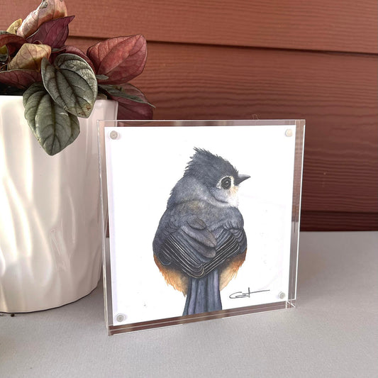 Peek-a-Boo | Tufted Titmouse Desk Art | 5x5 Watercolor Print in Acrylic Block Frame