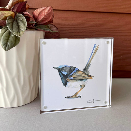 Superb Fairywren | Wren Desk Art – 5x5 Watercolor Fine Art Print