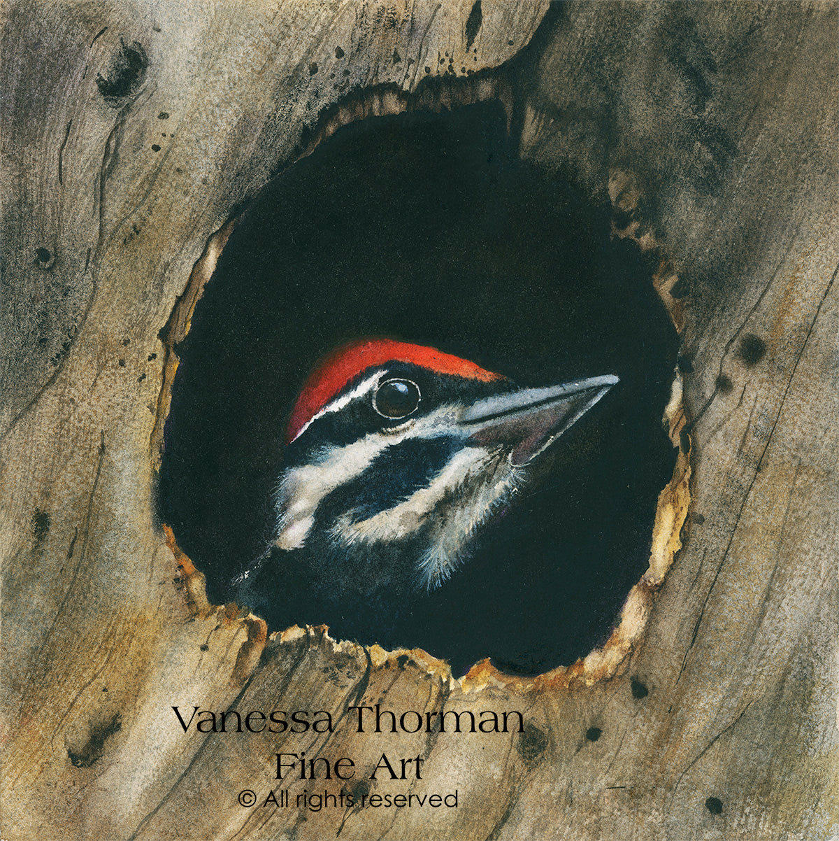 SCOUT | Fledgling Pileated Woodpecker | Woodpecker Original Watercolor Painting