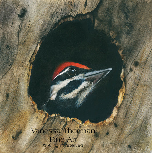 SCOUT | Fledgling Pileated Woodpecker | Woodpecker Original Watercolor Painting