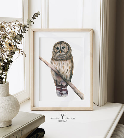 Barred Owl Watercolor Art Print – Woodland Art - Fine Art Giclée