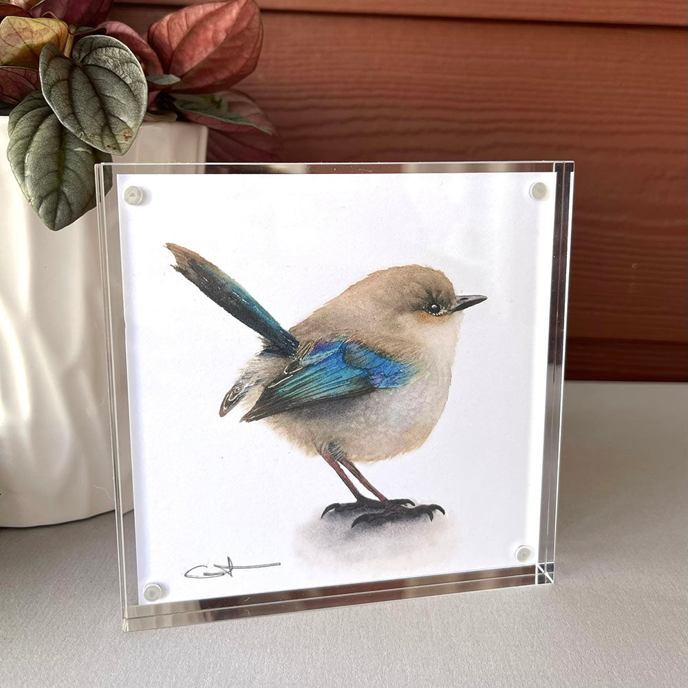 Puff the Fairywren Desk Art |Wren Desk Art | Bird Watercolor Art Print