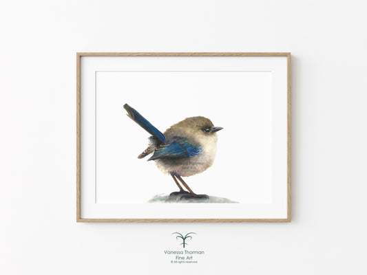 Splendid Fairywren | Fine Art Print