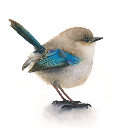 Watercolor art print of a fairywren bird 