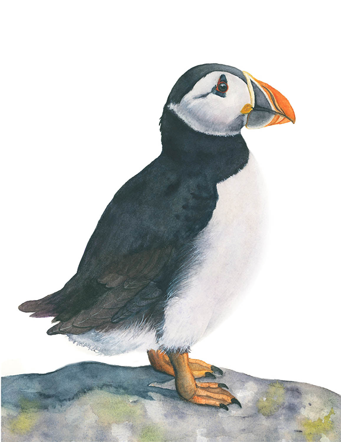 Atlantic Puffin Watercolor Art Print – Coastal Bird Illustration – Fine Art Giclée Print