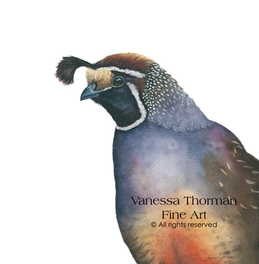 ROMEO | California Quail | American Wildlife Original Watercolor Painting