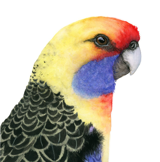 RAFAEL | Crimson Rosella Portrait | Exotic Bird Original Watercolor Painting