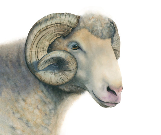 Close-up of a ram's face with large curved horns on a white background