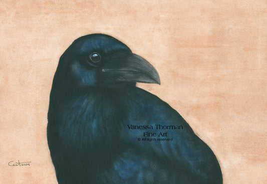 ARCHIMEDES | Common Raven | Raven Original Watercolor Painting