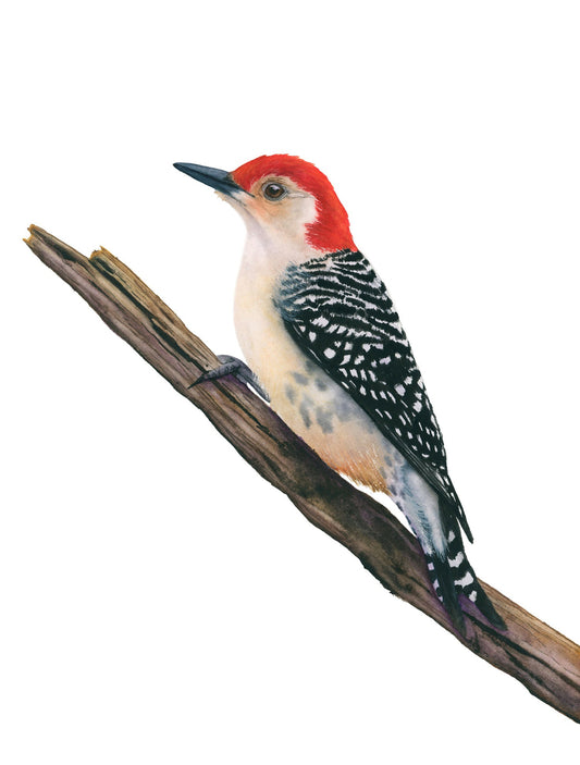 Red-bellied woodpecker perched on a branch with a white background