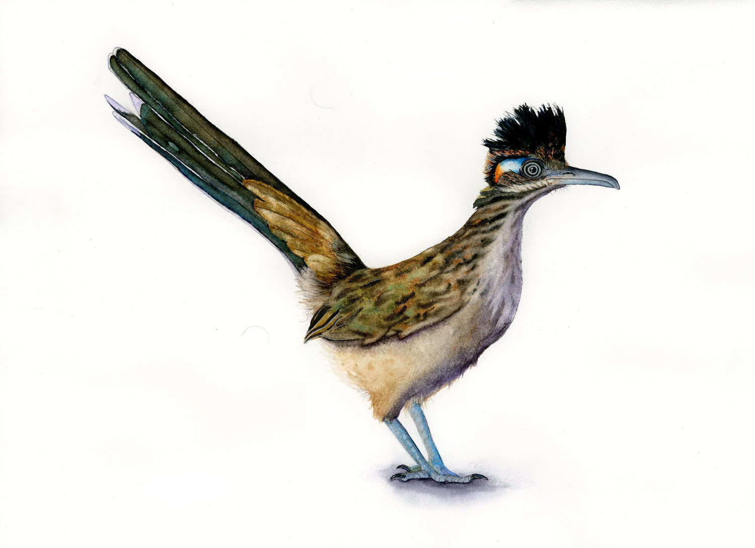 Illustration of a roadrunner bird on a white background