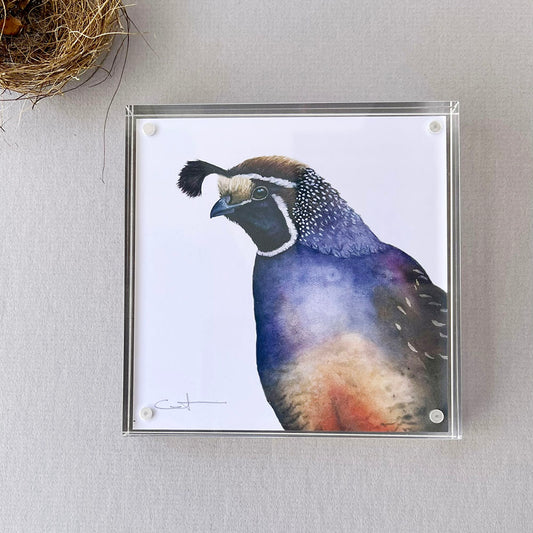 Romeo the Quail | California Quail Desk Art | 5x5 Watercolor Print in Acrylic Block Frame