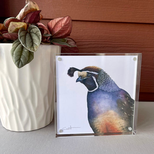 Romeo the Quail | California Quail Desk Art | 5x5 Watercolor Print in Acrylic Block Frame