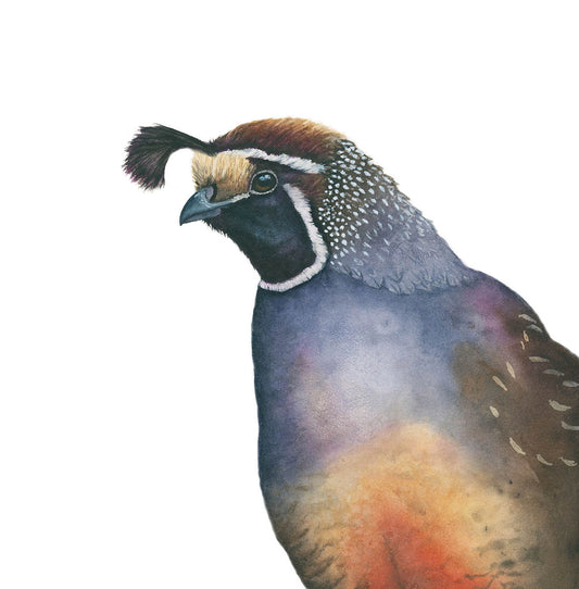 Watercolor illustration of a California Quail