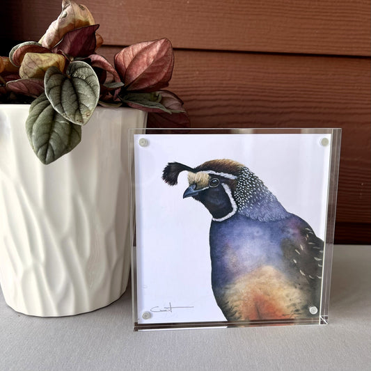 Illustration of a California Quail 