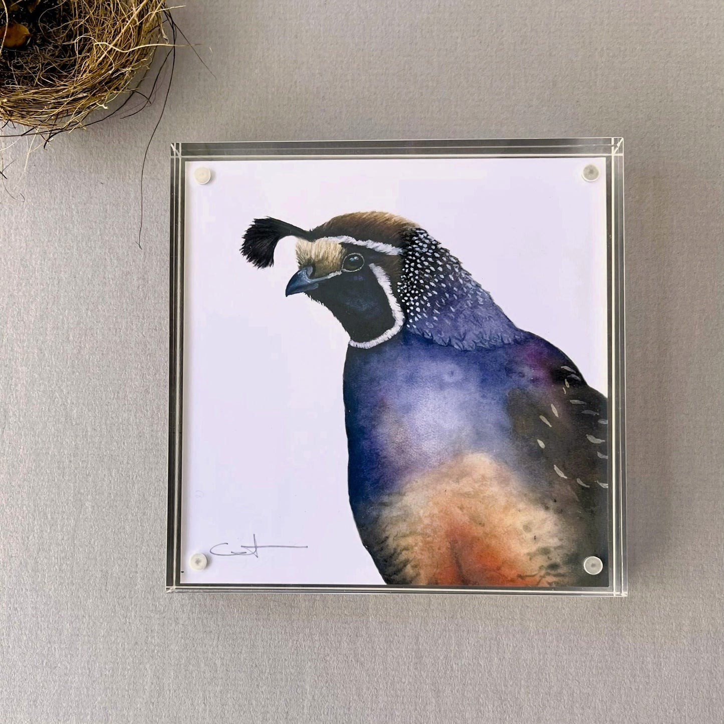 Framed illustration of a California Quail