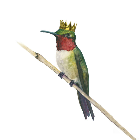 Watercolor Hummingbird with a gold crown perched on a branch against a white background