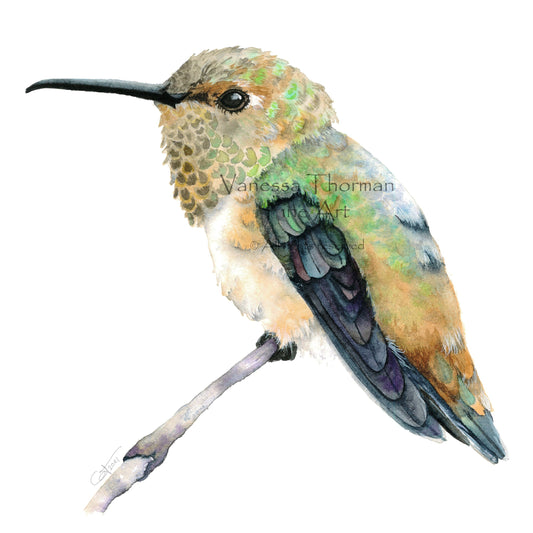 Rufous-hummingbird-watercolor-art-print-1