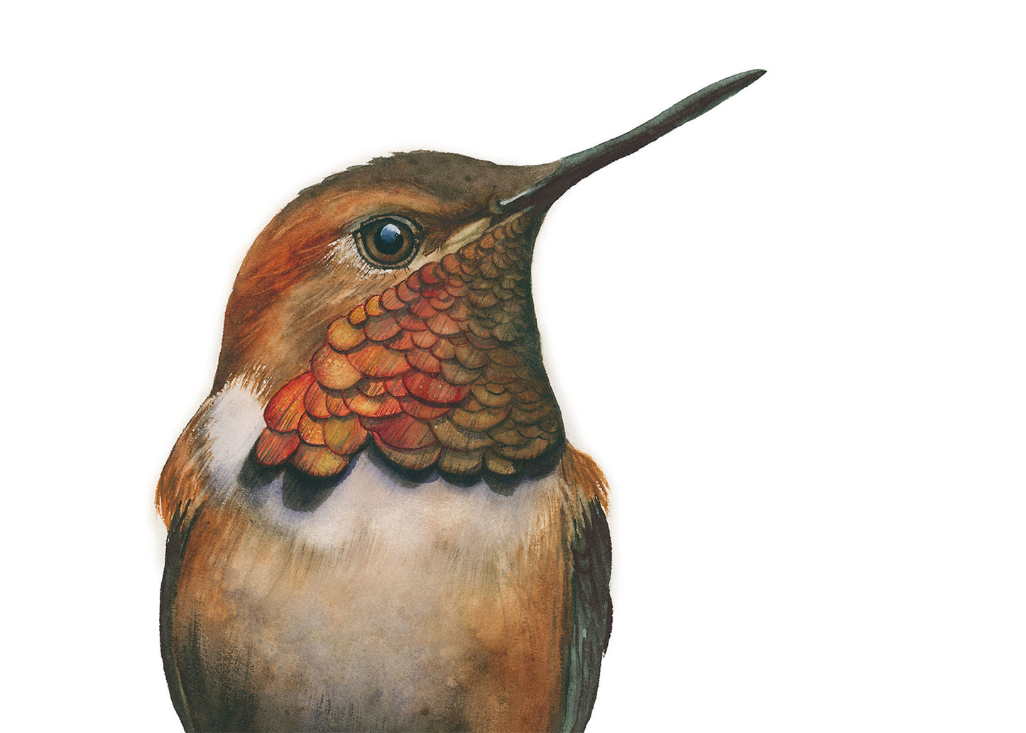 Rufous Hummingbird Portrait | Hummingbird Watercolor Art Print | Bird Art Giclée