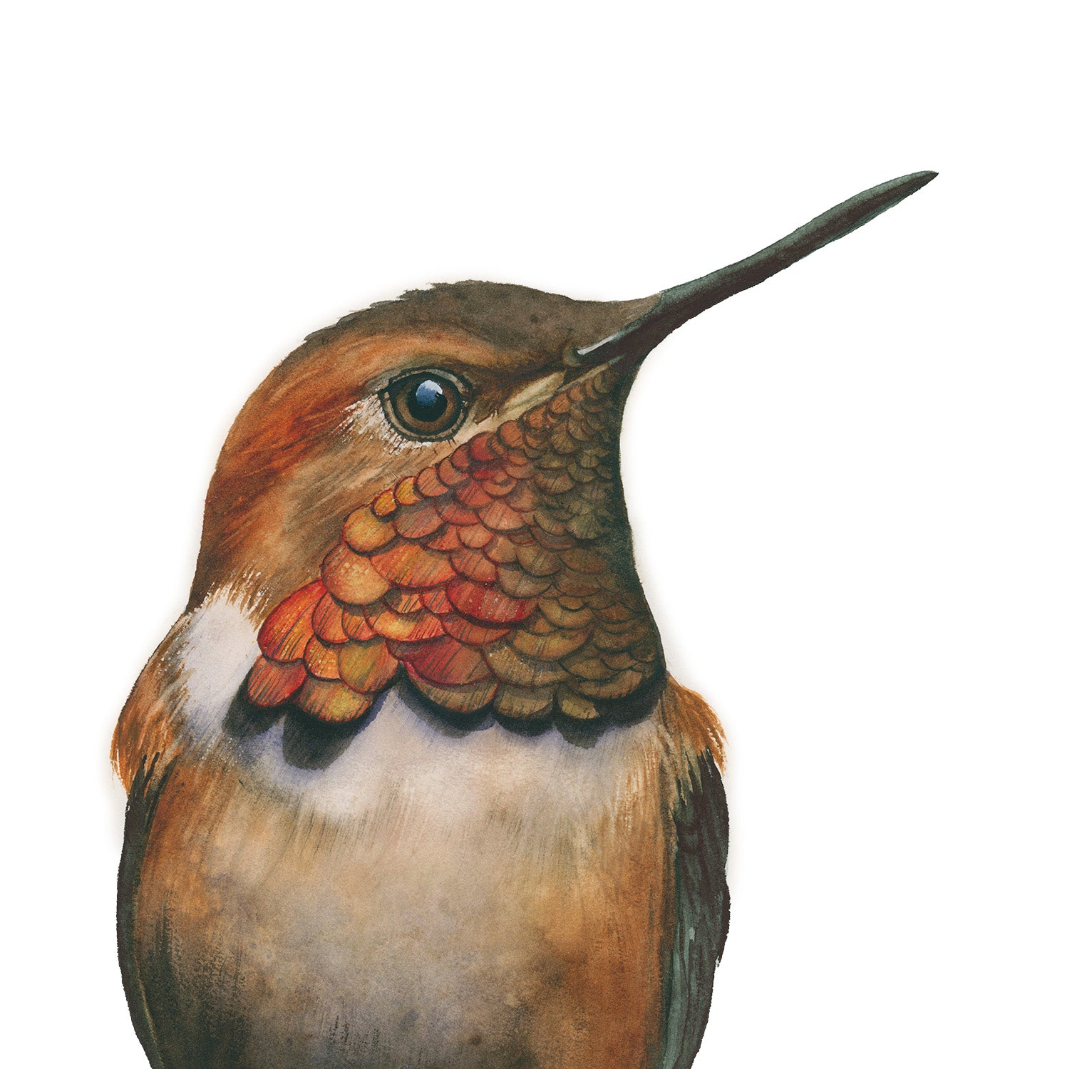 hummingbird watercolor art print on a white background