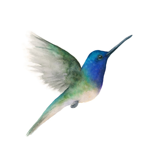 Colorful hummingbird with blue and green plumage on a white background