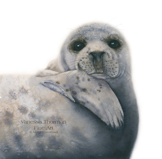 ALBUS | Grey Seal | Marine Life Original Watercolor Painting