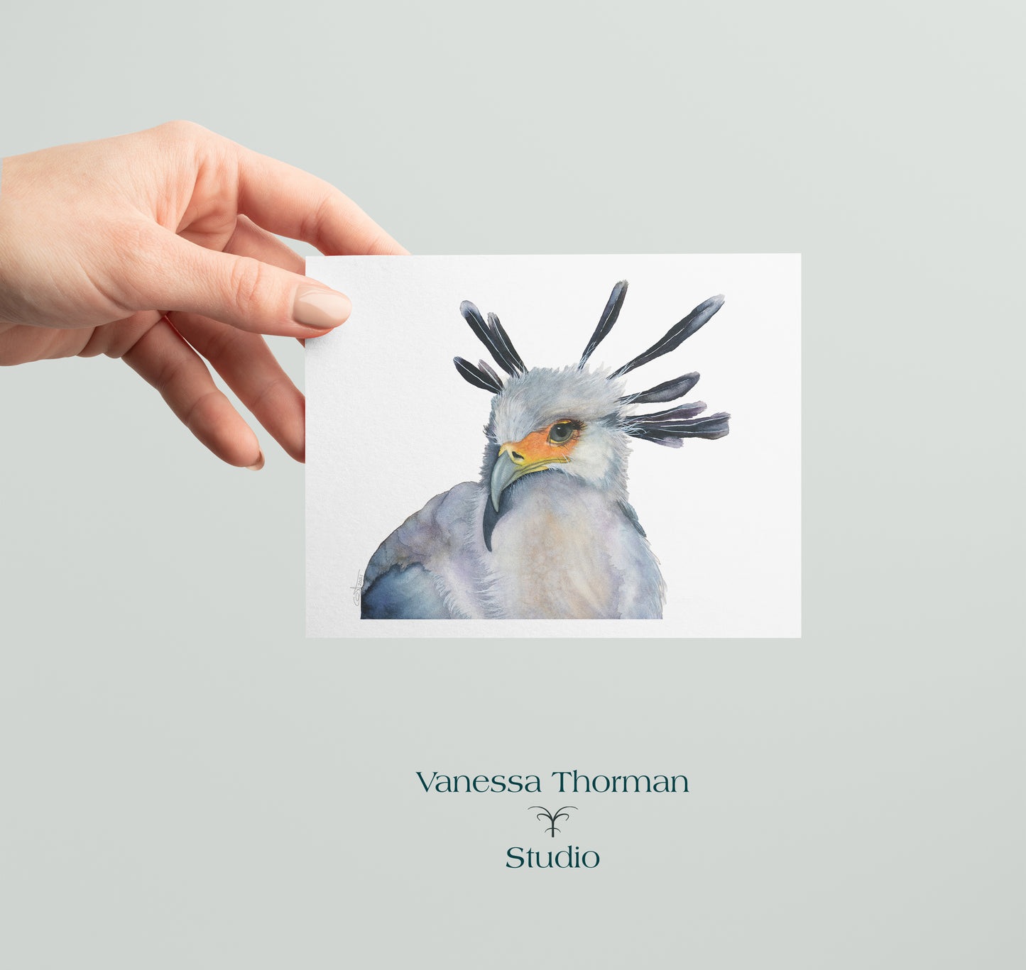 Secretarybird - Bird Note Cards