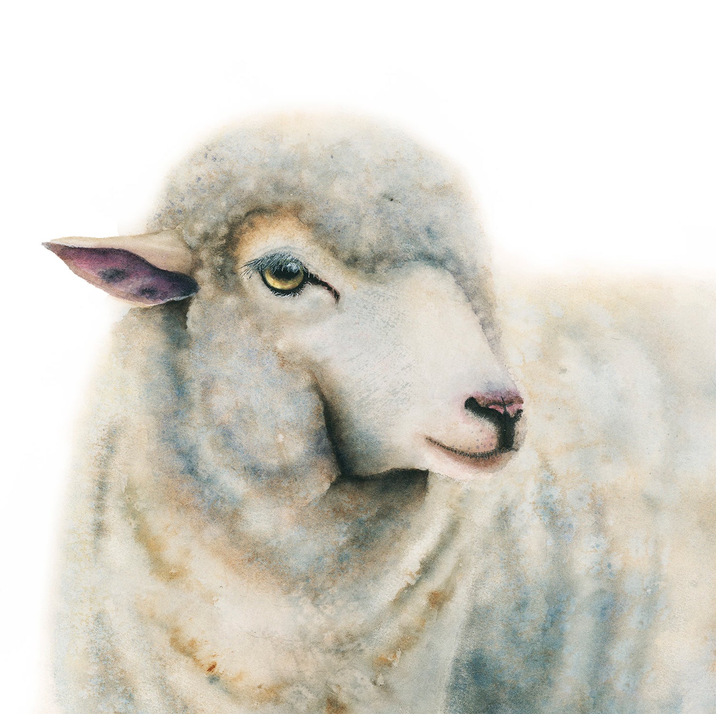 Duchess | Sheep Watercolor Fine Art Print