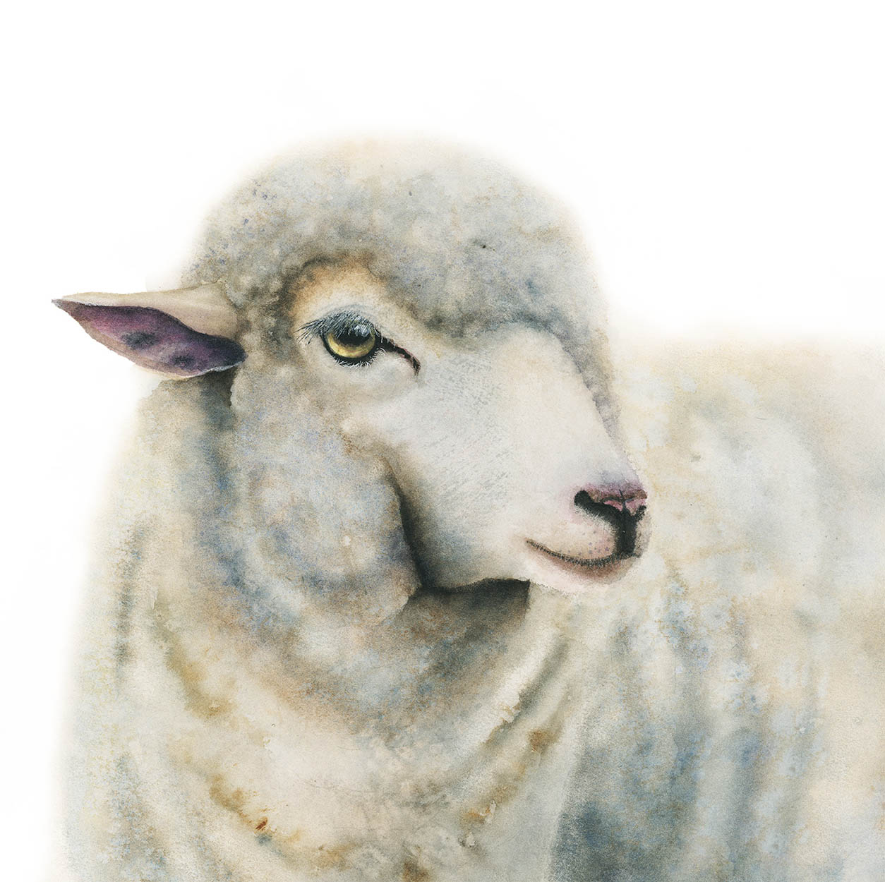 Duchess | Sheep Watercolor Fine Art Print