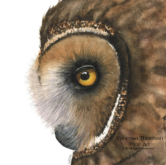 FRANKLIN | Short-Eared Owl | American Wildlife Original Watercolor Painting