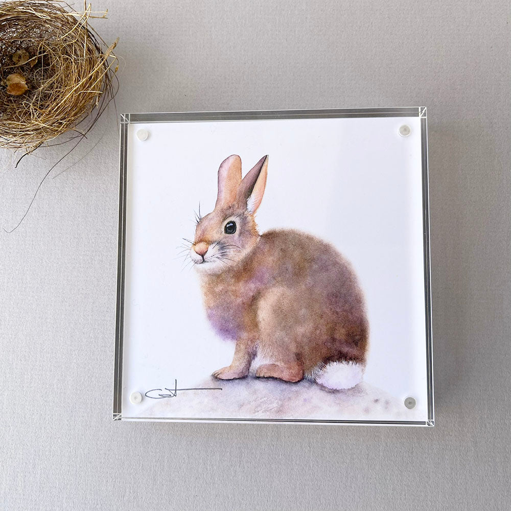 Framed desk art of a bunny